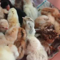 جوجه محلی یک روزه