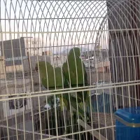 فروشی طوطی ملنگو باقفس