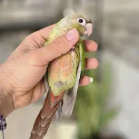 جوجه گیرینچیک فول دستی