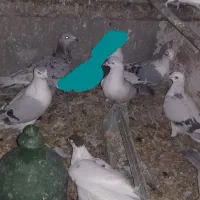 کفتر افغانی ماده امری مگسی کله سفید و افشون|پرنده|پاکدشت, پاکدشت (مامازند)|دیوار