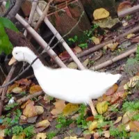 برهما و گلین و اردک مگ مگی