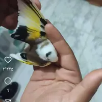 سهره گمشده