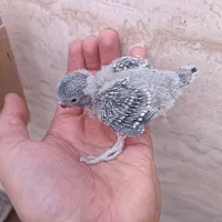 دو جفت جوجه انگلیسی گرید بالا آماده دستی شدن