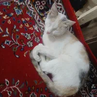 واگذاری گربه رایگان