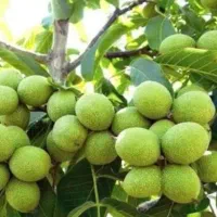 نهال گردو در نهالستان