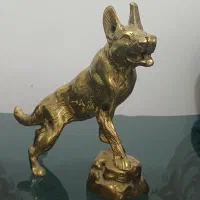 گرگ برنزی