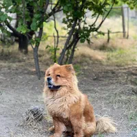 سگ چاوچاوو|سگ|کرمان, |دیوار