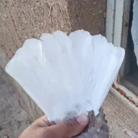 کبوتر پرشی نر