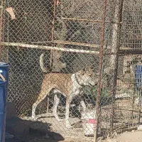 واگذاری سگ نگهبان خوب افغان|سگ|چهارباغ, |دیوار