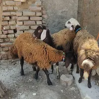 3 راس توقلی زیرقوچی ماده برای داشتی|حیوانات مزرعه|بندر ترکمن, |دیوار