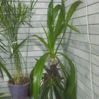 گلدانهای زیبا و تمیز|گل و گیاه طبیعی|فلاورجان, |دیوار