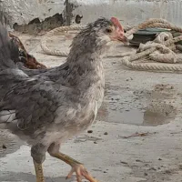 نوچه گلین
