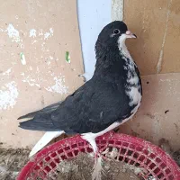 ماده خوشرنگ|پرنده|کوه چنار, |دیوار