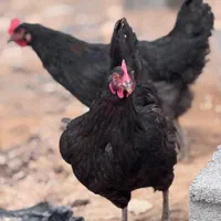 خورس ذبح قربونی|حیوانات مزرعه|مشهد, فارغ التحصیلان|دیوار