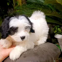 واگذاری سگ پشمالو ۲ عدد ق مت۵