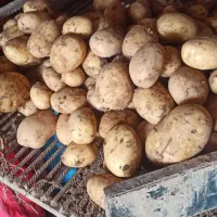 فروش همه نوع ارقام سیب زمینی