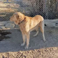 سگ پژدر خالص