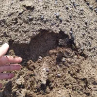 پوش گوسفندی|خدمات باغبانی و درختکاری|بابل, |دیوار