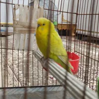 مرغ عشق|پرنده|هندیجان, |دیوار