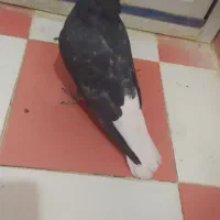 یک جفت کبوتر سیاه دمسفید اشعل|پرنده|دهدشت, |دیوار