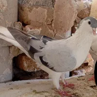 کفتر ساده
