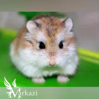 همستر مینیاتوری