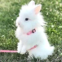 فروش انواع موش همستر خرگوش و خوکچه