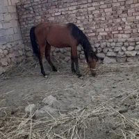 اسب مادیان دره شوری|اسب و تجهیزات اسب‌سواری|سیدان, |دیوار