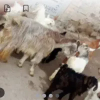 فروش بز و بزغاله