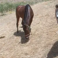 اسب نر (اخته)