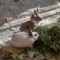 خرگوش ناز وخوشگل واگذار  میشود|موش و خرگوش|تبریز, |دیوار