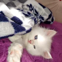 اسکاتیش لانگ هیر