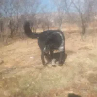 حیوانات خانگی|سگ|همدان, |دیوار