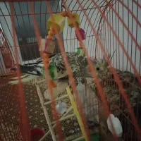 عروس هلندی|پرنده|پیرانشهر, |دیوار