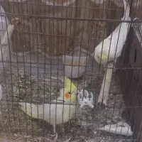 فروش عروس هلندی کارداده با ۴تخم زیرش