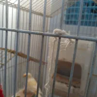 سه عدد قناری