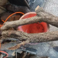 پایه چوب بادام برای میم انگور
