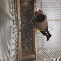 سهره زاغ|پرنده|شیراز, پودنک|دیوار