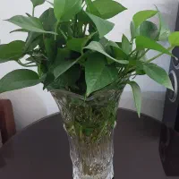 گیاه پتوس سرحال