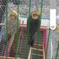 عروس هلندی|پرنده|مرودشت, بهارستان|دیوار