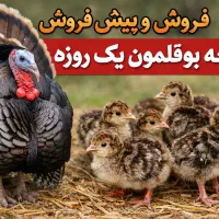 فروش و پیش فروش جوجه بوقلمون برنز یک روزه