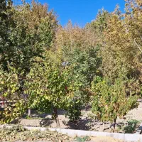 باغ ویلا در چم آسمان باغ بهادران، مستقل یا اشتراکی|فروش خانه و ویلا|فولادشهر, باغشاد|دیوار