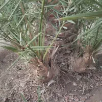 جونگ هلیله ای|گل مصنوعی|فهرج, |دیوار