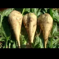 چغندر لبو و دامی