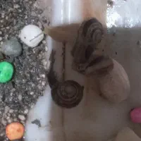 حلزون اچاتینا البینو تخم گذار کلاژن درمانی