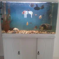 اکواریوم شرکتی فول پک با ماهی