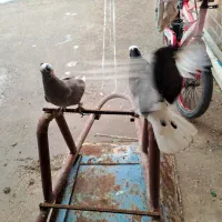 کبوتر|پرنده|گتوند, |دیوار