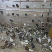 کفتر حراجی