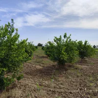 باغچه-دزفول-شوهان-علیا