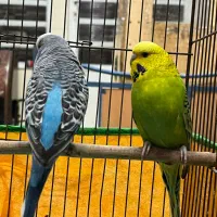 مرغ عشق انگلیسی|پرنده|سیرجان, |دیوار